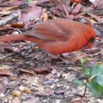 Red Cardinal at Rocky Bayou State Park